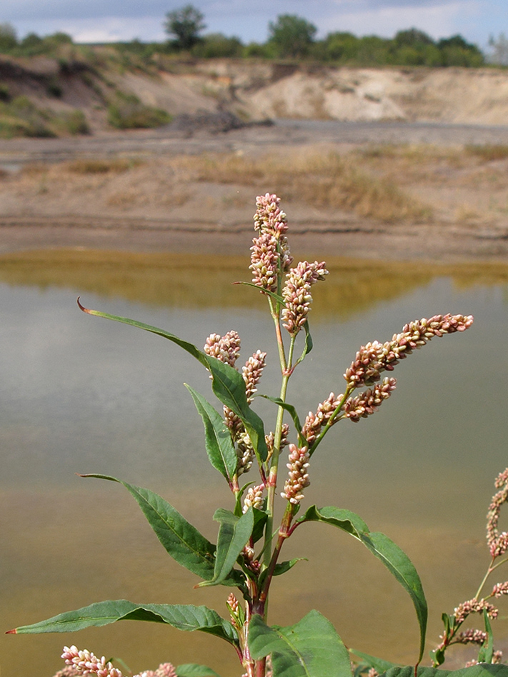 Изображение особи Persicaria maculosa.