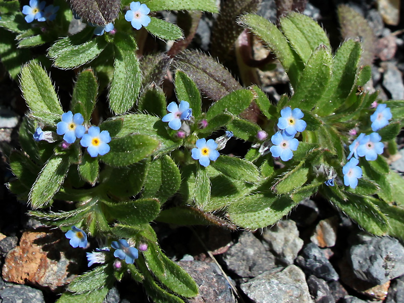 Изображение особи Trigonocaryum involucratum.