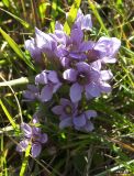 Gentianella biebersteinii