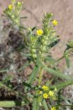 Arnebia decumbens. Верхушка цветущего растения. Южный Казахстан, восточная граница пустыни Кызылкум. 05.05.2013.