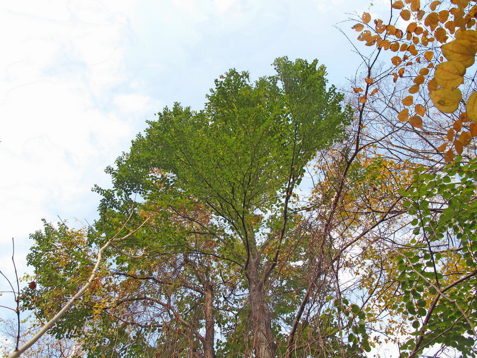 Image of Cercidiphyllum japonicum specimen.