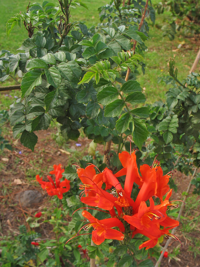 Изображение особи Tecomaria capensis.