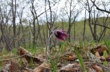 Pulsatilla × kissii