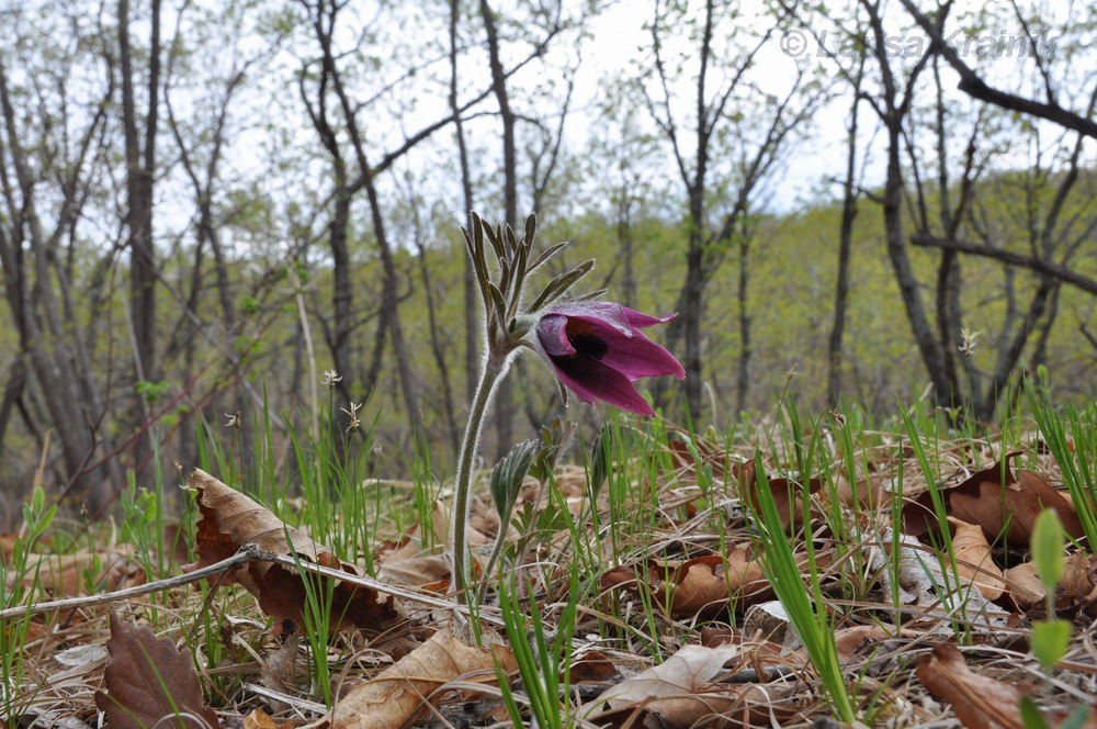 Image of Pulsatilla &times; kissii specimen.