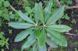 Rhododendron smirnowii