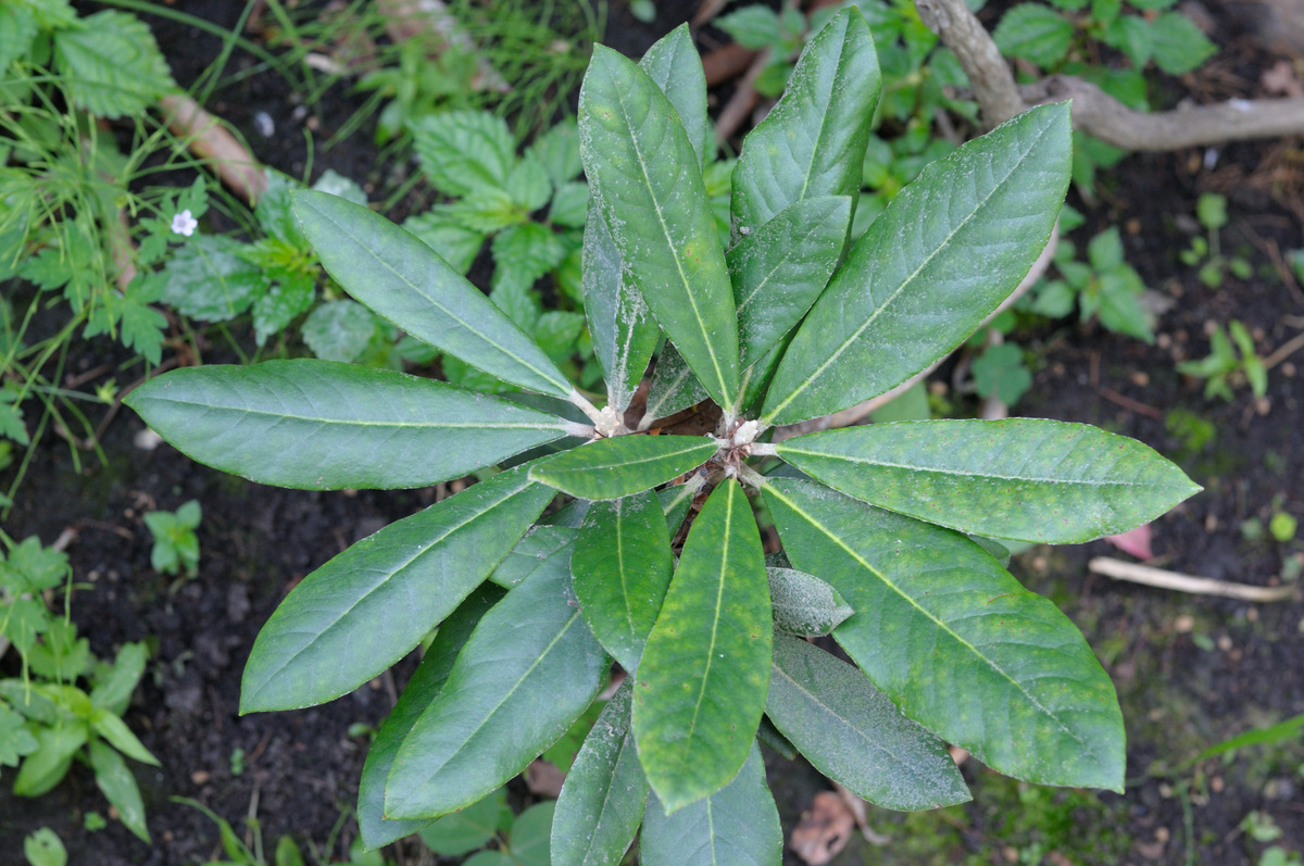 Изображение особи Rhododendron smirnowii.