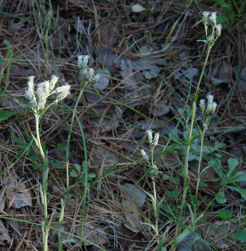 Image of Antennaria dioica specimen.
