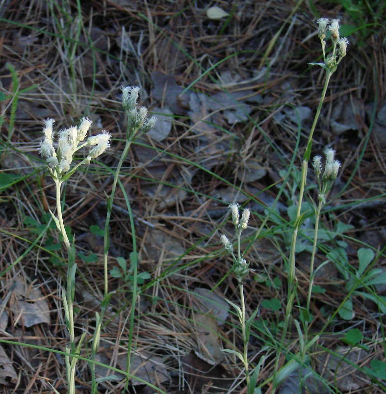 Изображение особи Antennaria dioica.