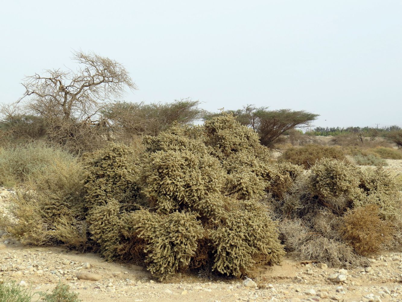 Image of Seidlitzia rosmarinus specimen.