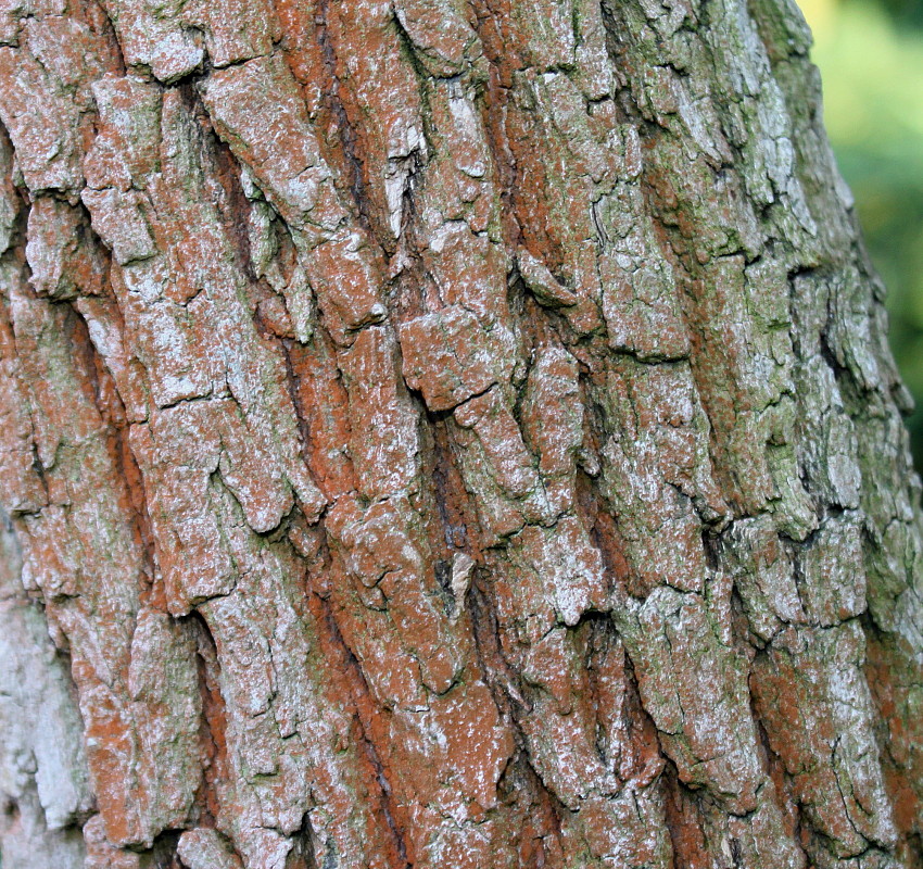 Image of Cinnamomum camphora specimen.
