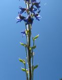 Delphinium retropilosum