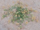Aeluropus lagopoides. Плодоносящее растение. Йемен, остров Сокотра, окр. г. Хадибо. 28.12.2013.
