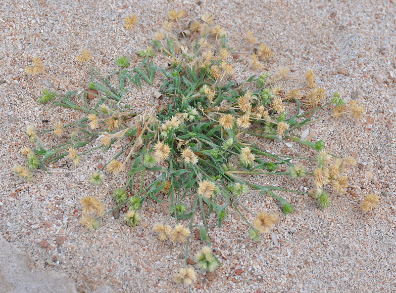 Image of Aeluropus lagopoides specimen.