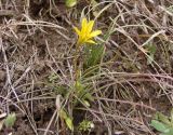 Gagea bulbifera