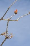 Fouquieria splendens. Верхушка ветви с соцветием. США, Калифорния, Joshua Tree National Park. 19.02.2014.