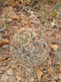 Mammillaria grahamii