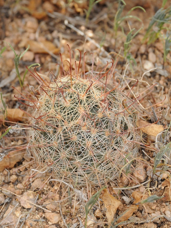 Изображение особи Mammillaria grahamii.