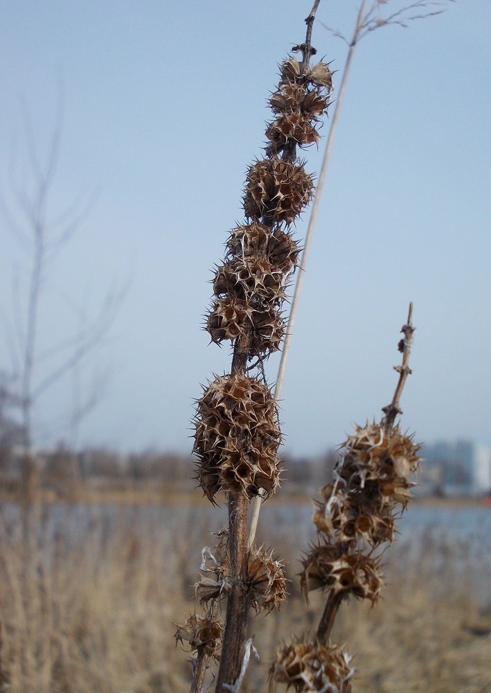 Изображение особи Leonurus quinquelobatus.