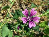 Malva mauritiana. Часть побега с цветком. Узбекистан, г. Ташкент, на краю цветника. 17.08.2008.