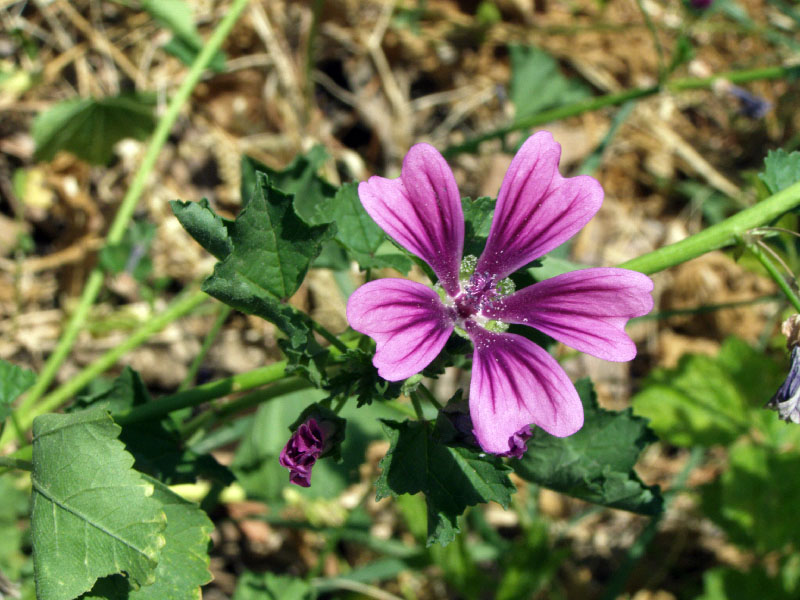 Image of Malva mauritiana specimen.