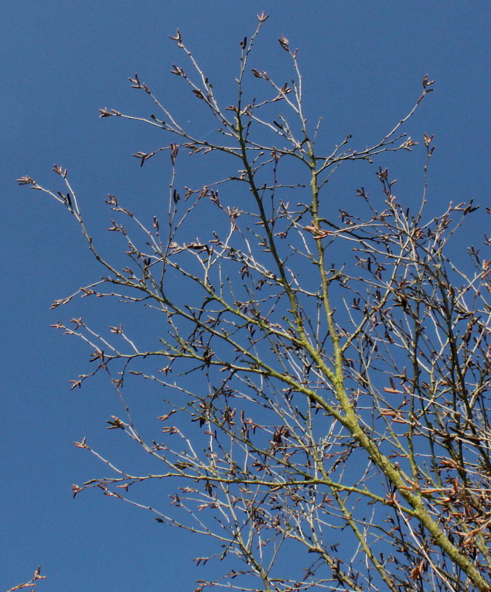 Image of Betula chinensis specimen.