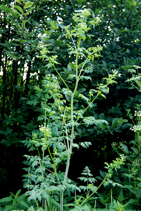 Изображение особи Conium maculatum.