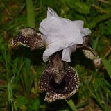 Iris bismarckiana