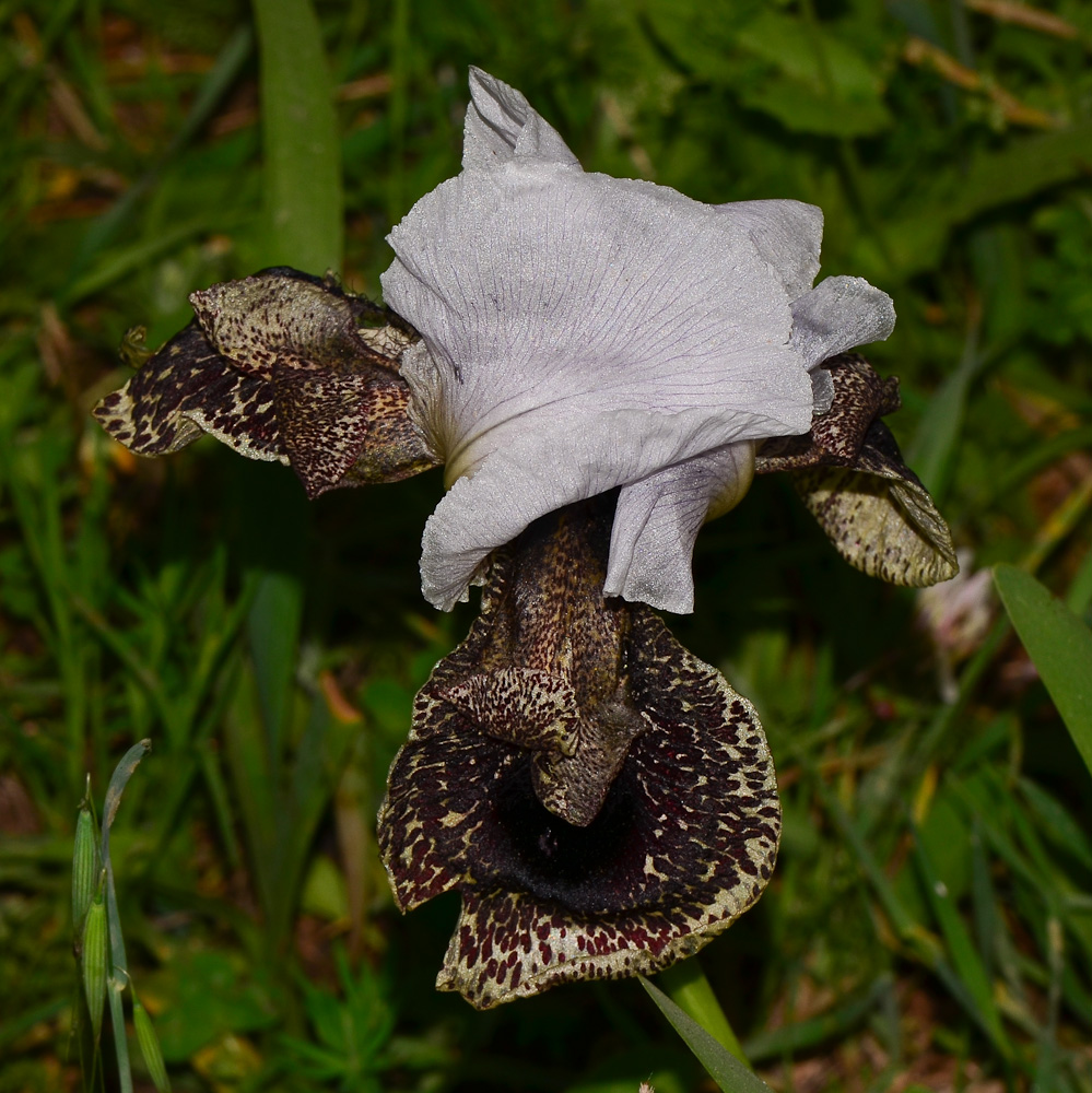 Изображение особи Iris bismarckiana.