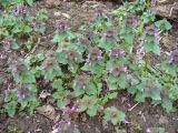 Lamium purpureum