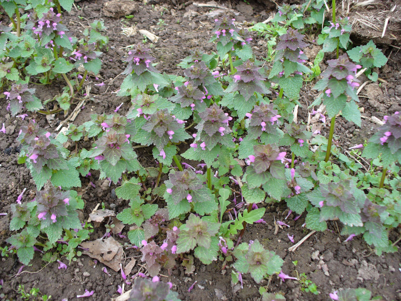 Изображение особи Lamium purpureum.