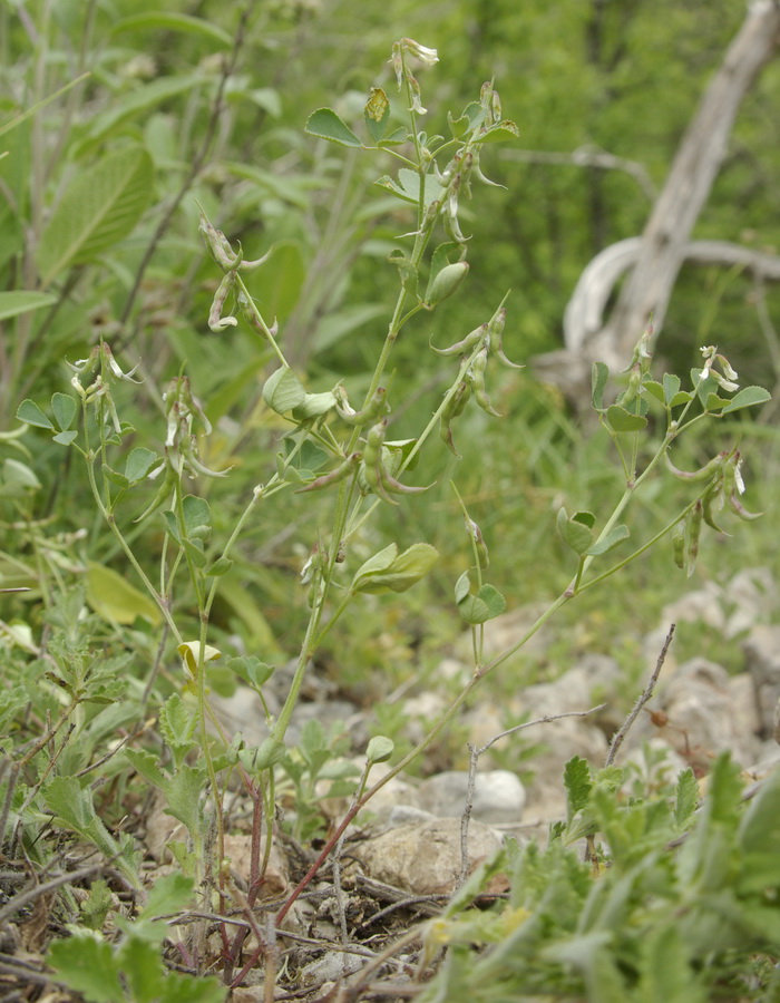 Image of Trigonella strangulata specimen.