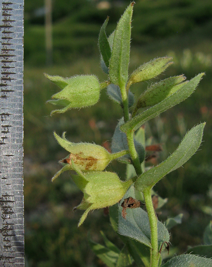 Image of Nonea taurica specimen.