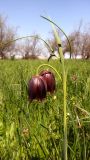 Fritillaria meleagroides. Верхушка цветущего растения. Ростовская обл., дельта Дона, Азовский р-н, Задонье, пойменный луг. 27.04.2014.