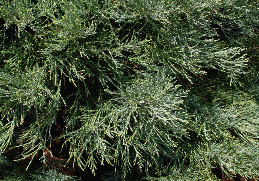 Image of Sequoiadendron giganteum specimen.