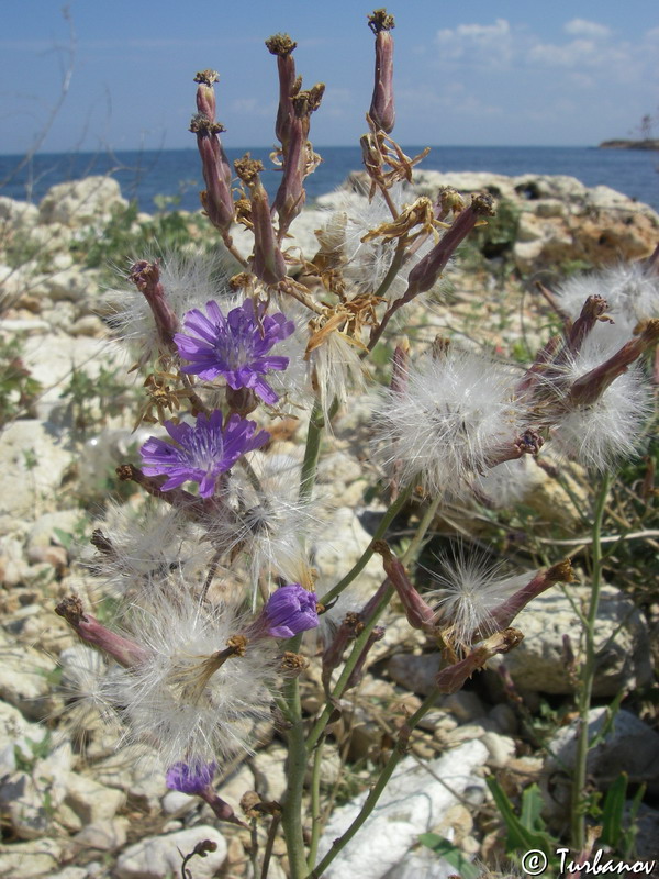 Image of Lactuca tatarica specimen.