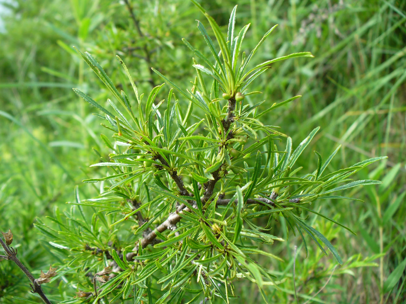 Image of Rhamnus erythroxyloides specimen.