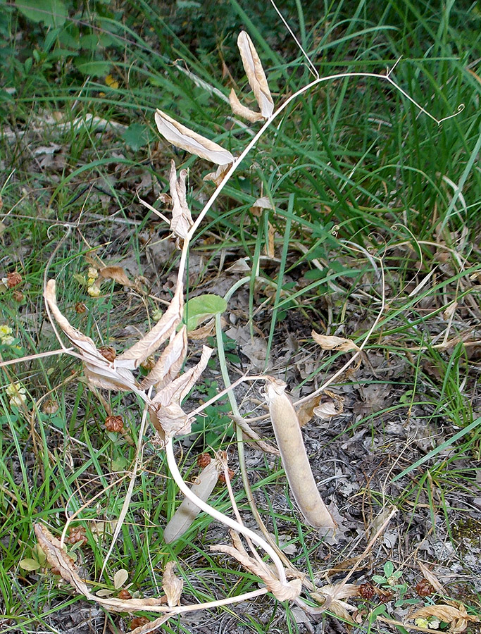 Image of Pisum elatius specimen.