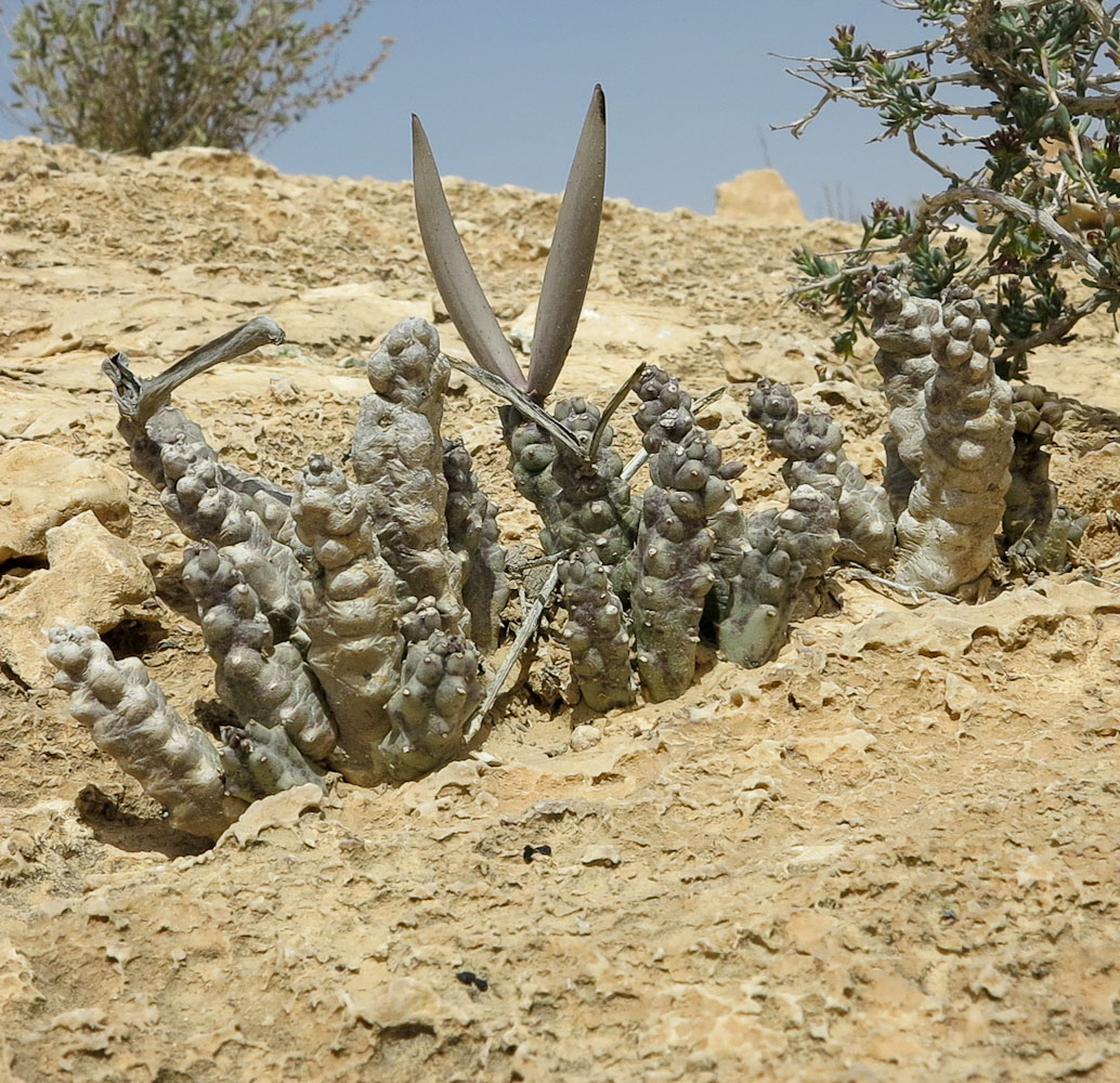 Изображение особи Caralluma europaea.