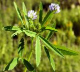 Trigonella procumbens