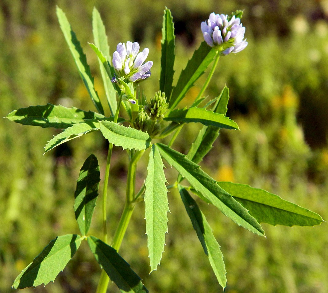 Image of Trigonella procumbens specimen.