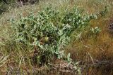 Centaurea seridis ssp. sonchifolia