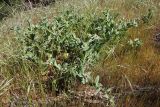 Centaurea seridis subspecies sonchifolia. Зацветающее растение на дюне. Греция, п-ов Пелопоннес, окр. г. Пиргос, муниципальный парк. 17.04.2014.