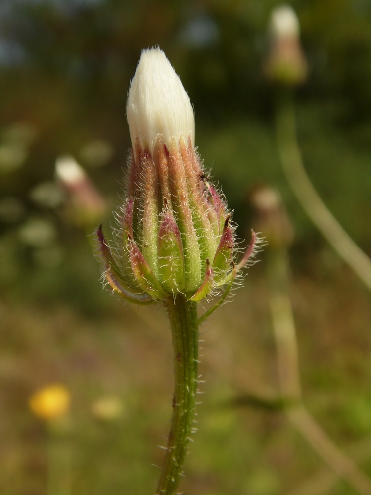 Image of Crepis rhoeadifolia specimen.