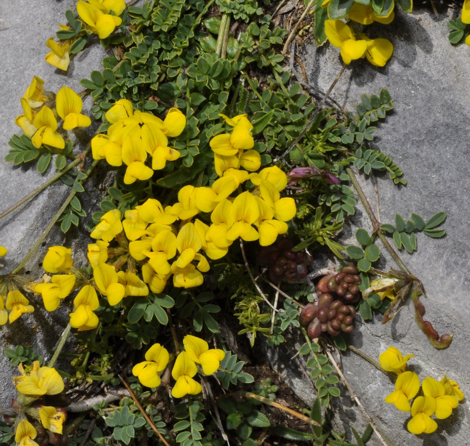 Image of Hippocrepis comosa specimen.