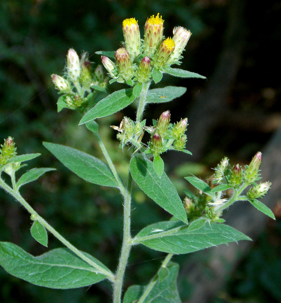 Image of Inula conyza specimen.