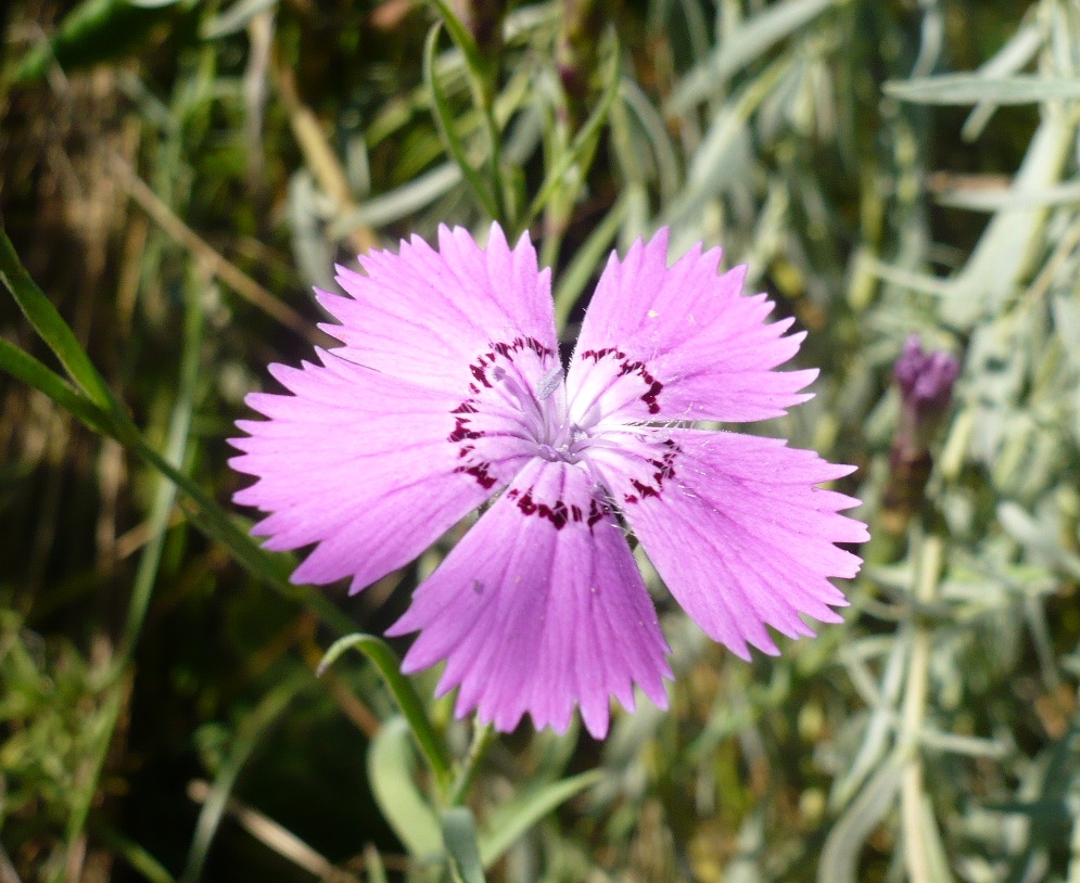 Изображение особи Dianthus versicolor.