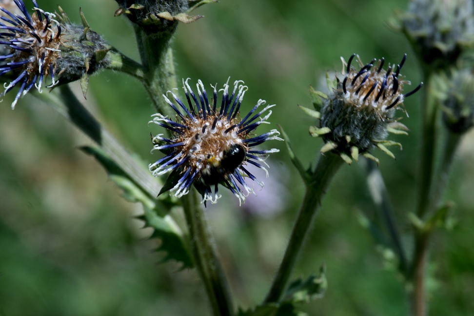 Изображение особи Saussurea sordida.