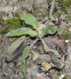Image of taxon representative. Author is Роланд Цандекидис