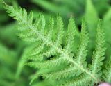 Phegopteris connectilis. Верхушка вайи с сорусами (вид снизу). Республика Коми, Печоро-Илычский заповедник, долина реки Ыджыд-Ляга. 18.08.2014.