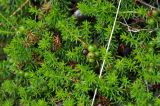 Empetrum nigrum. Побеги с созревающими плодами. Камчатский край, Ключевская группа вулканов, Толбачинский дол. 18.07.2014.